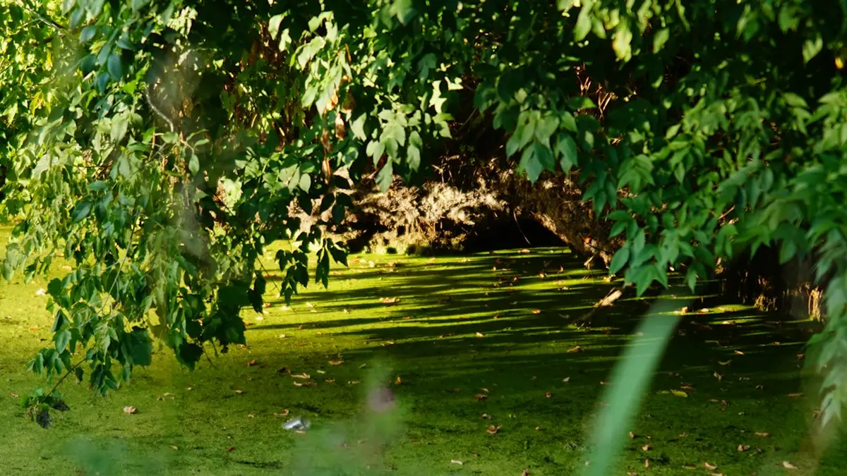 Ce que veut dire « sans lumière » pour une plante